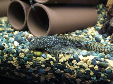 longfin5.jpg